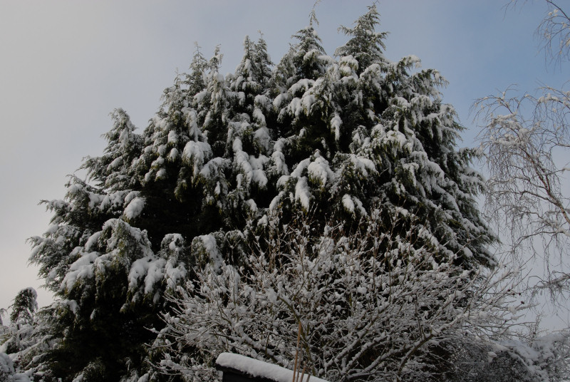 Snow weighing heavily on trees