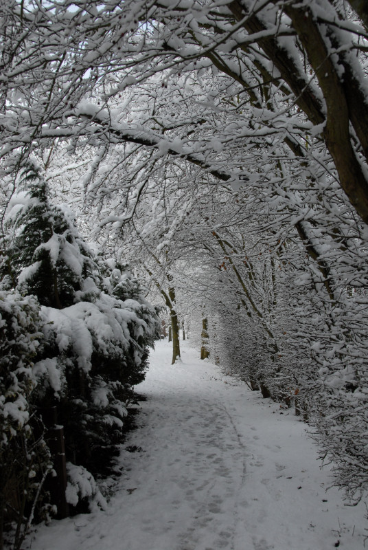 Enough snow to cause the branches to significant bow down and reduce space to walk along this path